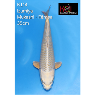 KJ.14 JUMBO MUKASHI